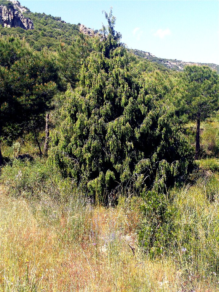 Juniperus oxycedrus habitat — in Dehesa Boyal de Puertollano nature park, Puertollano, Castile-La Mancha, Spain.