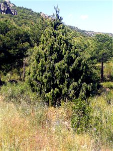 Juniperus oxycedrus habitat — in Dehesa Boyal de Puertollano nature park, Puertollano, Castile-La Mancha, Spain. photo