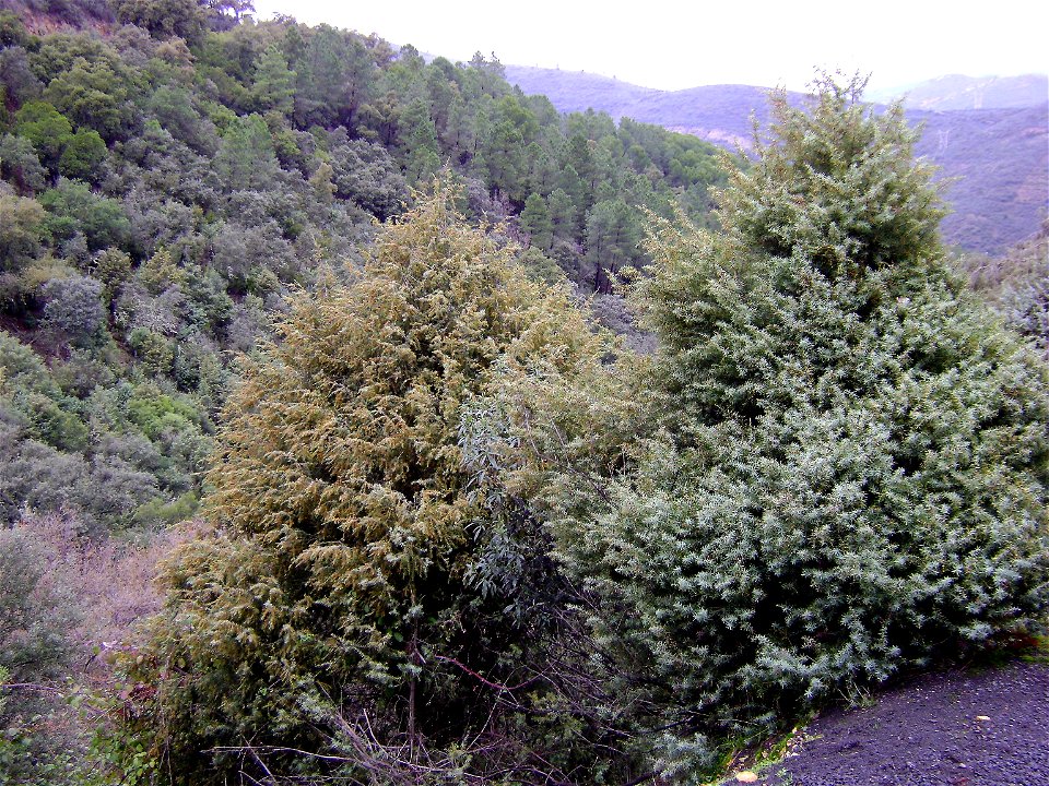 Juniperus oxycedrus subsp. badia, trees habitat, Sierra Madrona, Spain