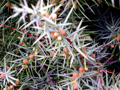 Juniperus oxycedrus subsp. badia, pollen cones, Sierra Madrona, Spain
