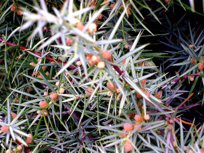 Juniperus oxycedrus subsp. badia, pollen cones, Sierra Madrona, Spain photo