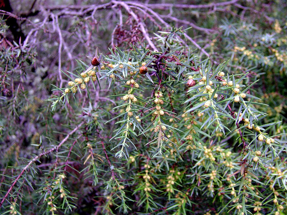 Juniperus oxycedrus subsp. badia, young pollen cones (yellow) and galls (brown), Sierra Madrona, Spain