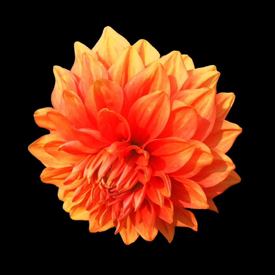 Bloom blossom flora
