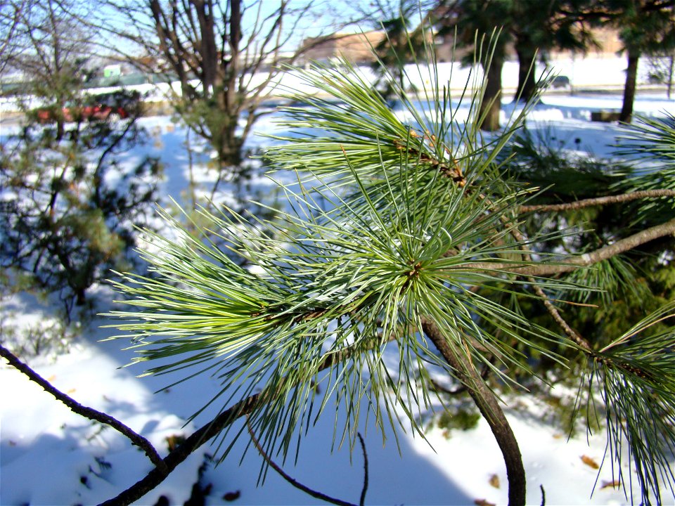 Chadwick Arboretum and Learning Gardens
The Ohio State University

Columbus, Ohio