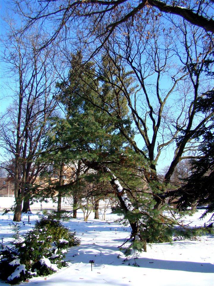 Chadwick Arboretum and Learning Gardens
The Ohio State University

Columbus, Ohio