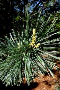 Botanical specimen in the Stanley M. Rowe Arboretum, Indian Hill, Ohio, USA. photo