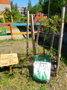 Pinus sibirica, coniferous fertilizer and the plate (Thank you, Lyubov Petrovna), the tree was planted in 2017. Petrozavodsk, 2021.