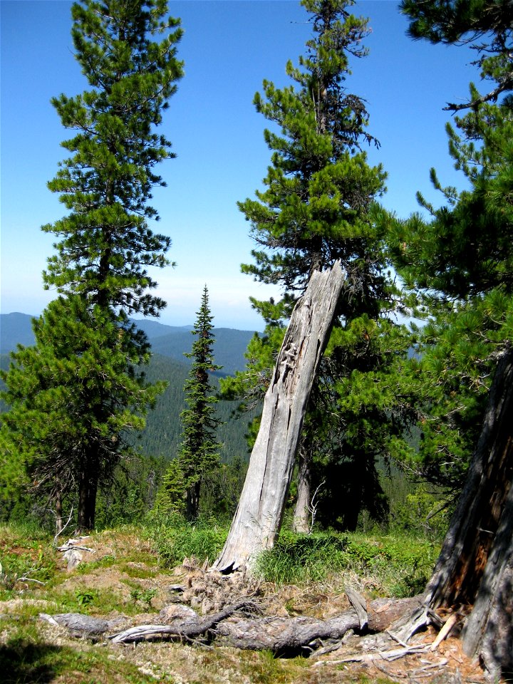 General view of species. Russia, Krasnoyarsk region, West Sayan, Ambuk mountain, near upper limit of forest.
