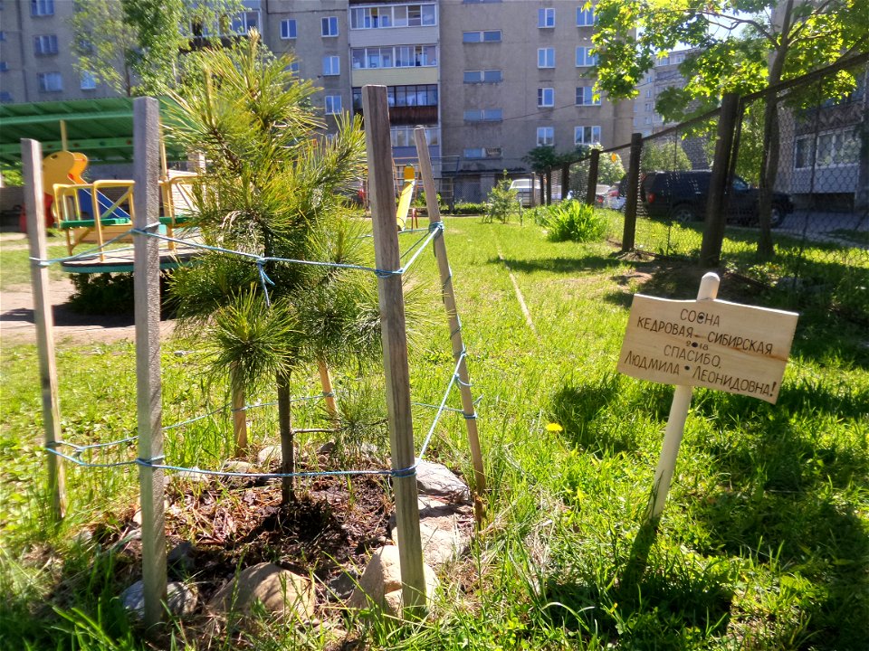 Pinus sibirica, coniferous fertilizer and the plate (Thank you, Lyudmila Leonidovna), the tree was planted in 2018. Petrozavodsk, 2021.