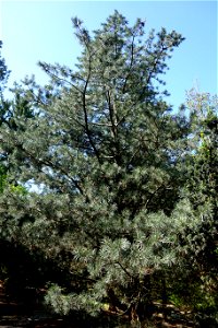 Botanical specimen in the Stanley M. Rowe Arboretum, Indian Hill, Ohio, USA. photo