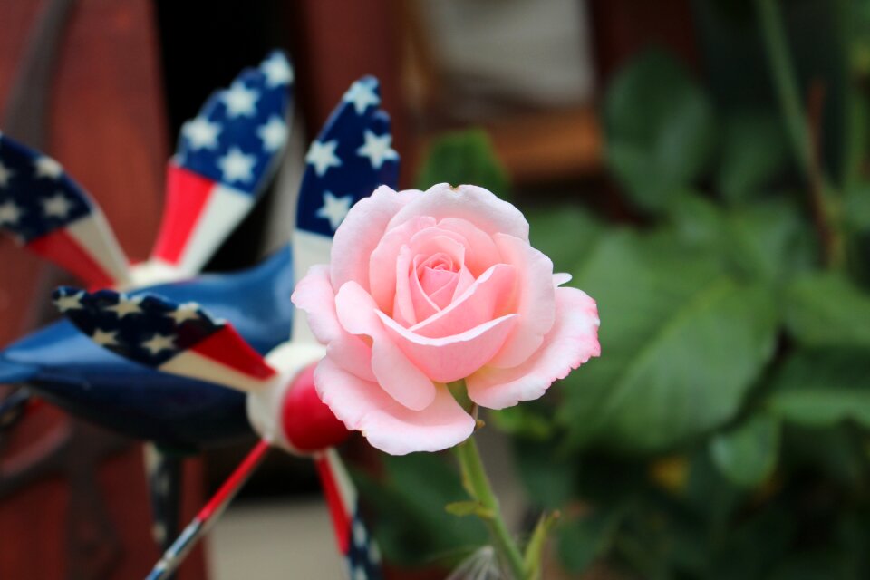 Rose flower pink rose