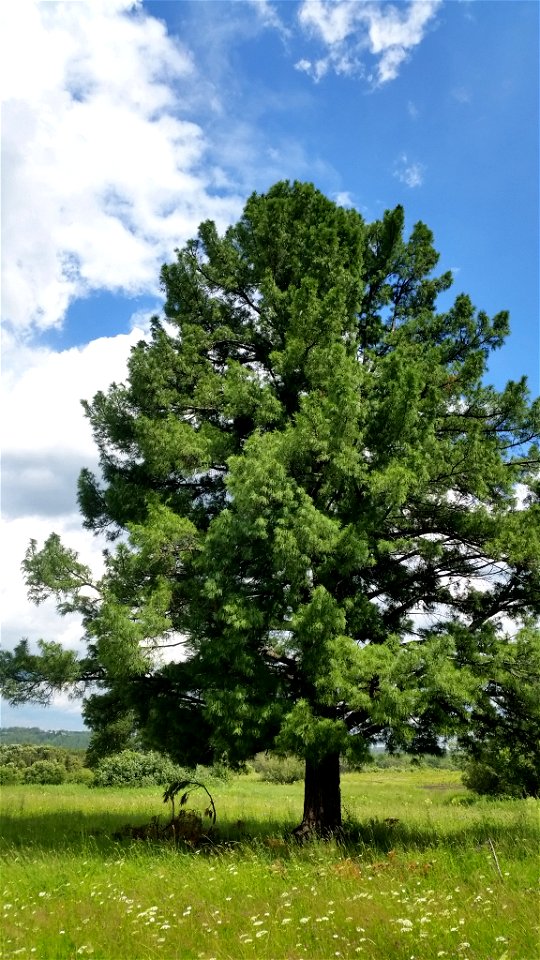 Кедр сибирский (Pinus sibirica), отдельно стоящее дерево в окрестностях села Лучаново