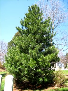 Pinus koraiensis, Mount Auburn Cemetery, Cambridge, Massachusetts, USA.