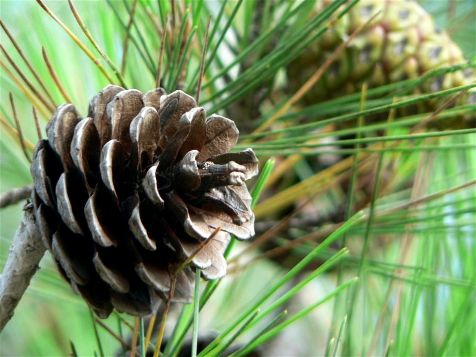 Pinus brutia cones, Antalya, Turkey