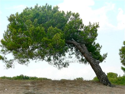 Turkish Pine Pinus brutia, Antalya, Turkey