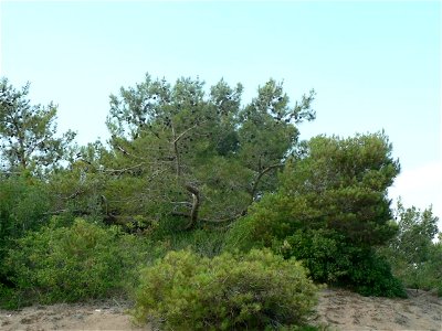 Pinus brutia, Antalya, Turkey.