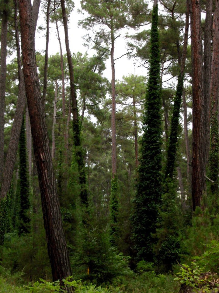 Relict pine (Pinus brutia var. pityusa) grove at Pitsunda, Abkhazia