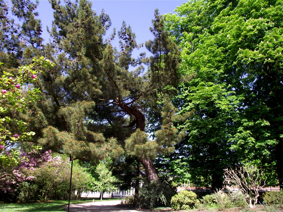 Pin de Calabre (Pinus brutia) du jardin des plantes de Rouen. Arbre de collection.