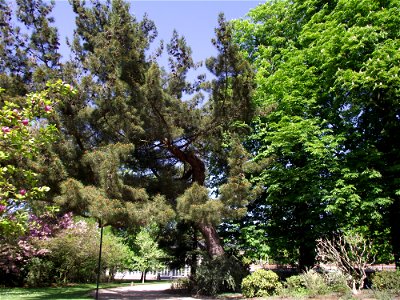 Pin de Calabre (Pinus brutia) du jardin des plantes de Rouen. Arbre de collection.