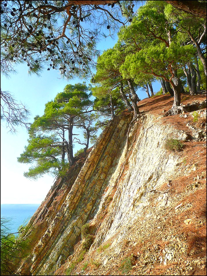 Pinus brutia on the mountain slopes in Dzhanhot, on the Black Sea.