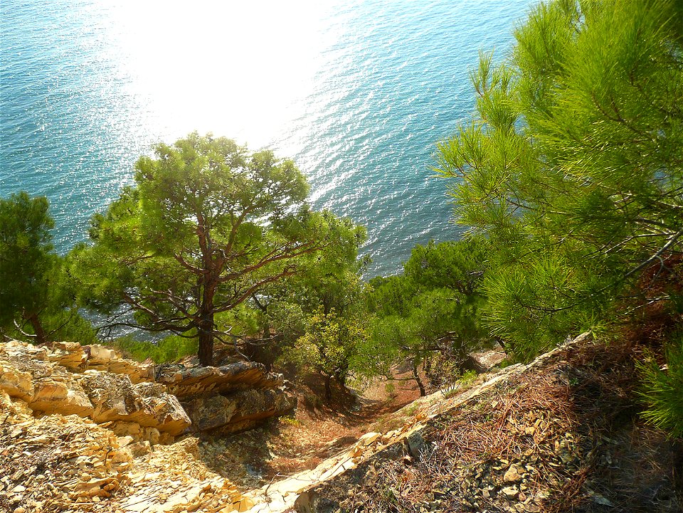 Above the sea shore in a grove of relict Pinus brutia var. pityusa in Dzhanhot.