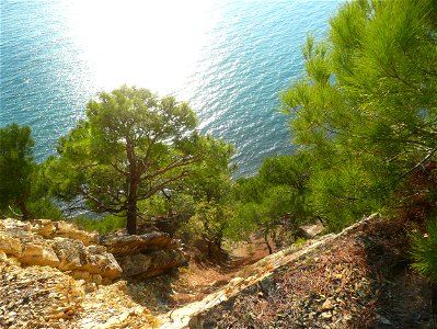 Above the sea shore in a grove of relict Pinus brutia var. pityusa in Dzhanhot. photo