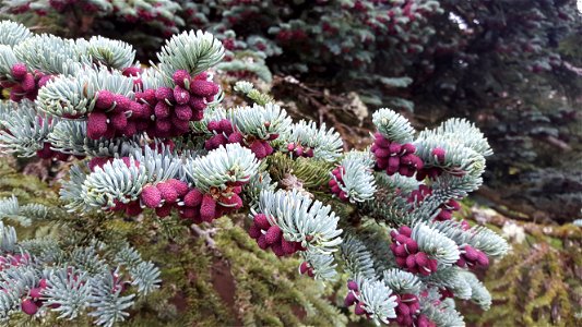 Abies procera with red cones in the park near Blair Castle in Scotland photo