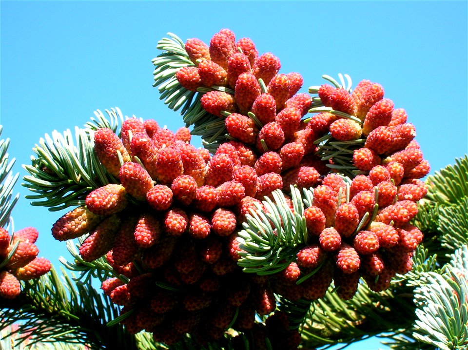 Male pollen cones of a Noble Fir Abies procera. Dean Country Park, Kilmarnock, East Ayrshire, Scotland.