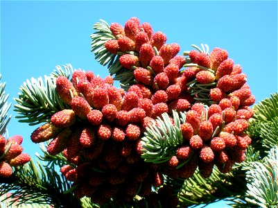 Male pollen cones of a Noble Fir Abies procera. Dean Country Park, Kilmarnock, East Ayrshire, Scotland.