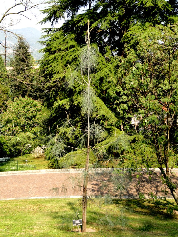 Pinus sabiniana. Botanical specimen on the grounds of the Villa Taranto (Verbania), Lake Maggiore, Italy.