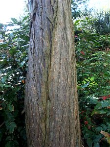 The bark of Taxodium ascendens.