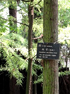 Plant specimen in the Kunming Botanical Garden, Kunming, Yunnan, China.