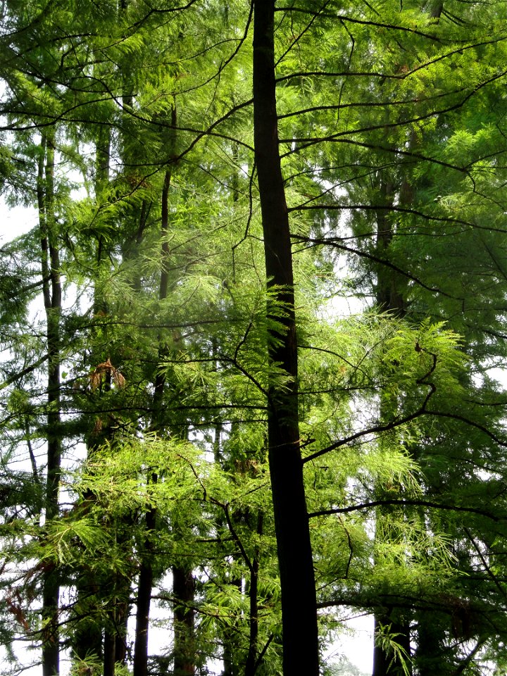 Plant specimen in the Kunming Botanical Garden, Kunming, Yunnan, China.