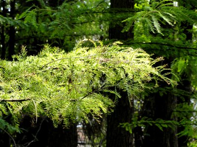 Plant specimen in the Kunming Botanical Garden, Kunming, Yunnan, China.