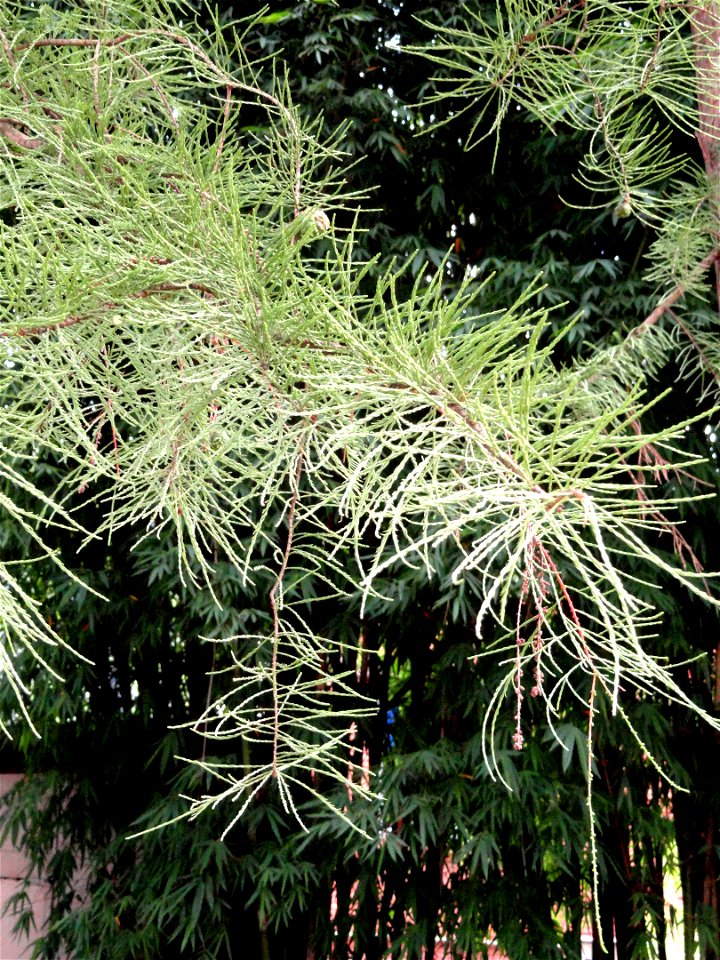 Plant specimen in the Kunming Botanical Garden, Kunming, Yunnan, China.
