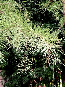 Plant specimen in the Kunming Botanical Garden, Kunming, Yunnan, China.