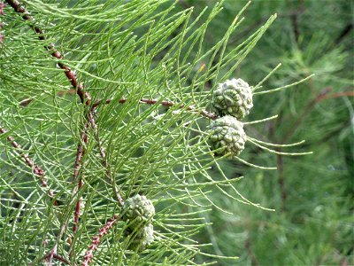 Plant specimen in the Kunming Botanical Garden, Kunming, Yunnan, China.