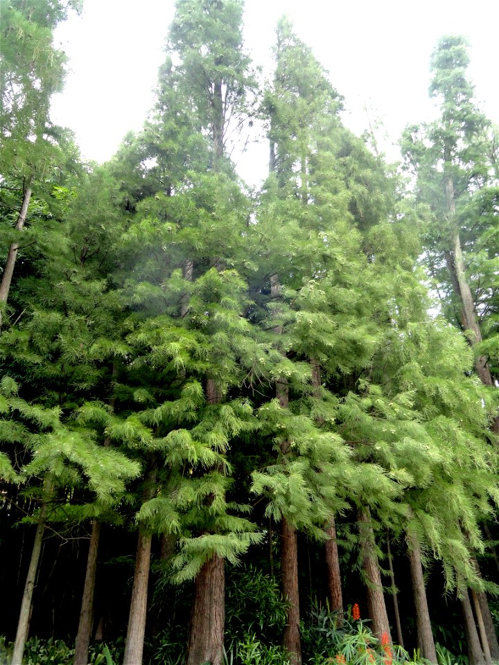 Plant specimen in the Kunming Botanical Garden, Kunming, Yunnan, China.