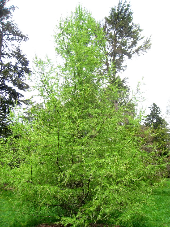 Larix sibirica, Arnold Arboretum, Jamaica Plain, Boston, Massachusetts, USA.