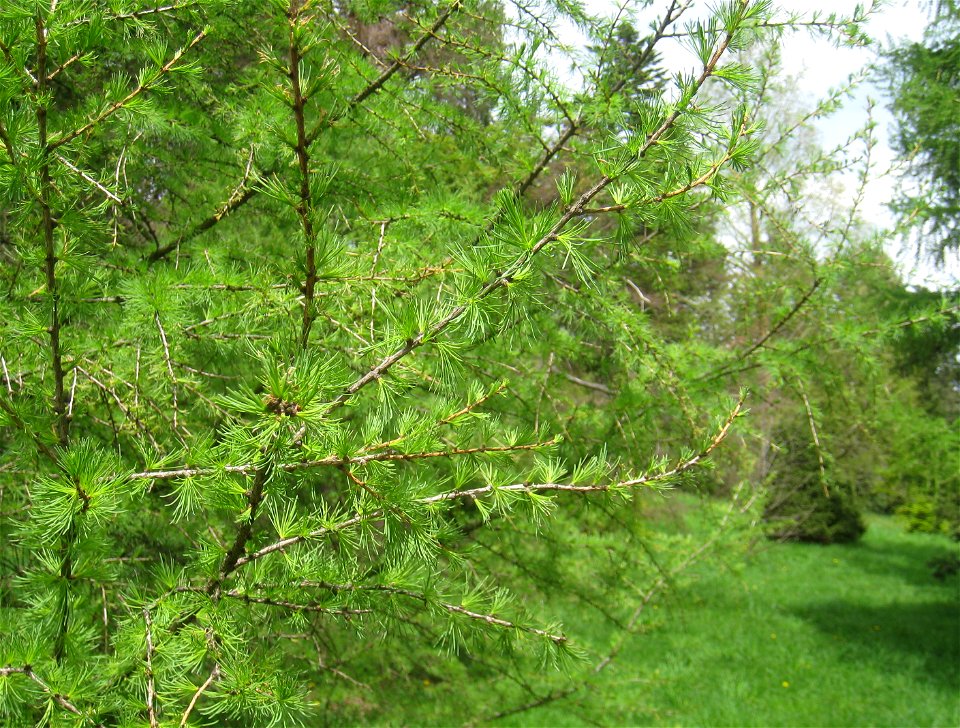 Larix sibirica, Arnold Arboretum, Jamaica Plain, Boston, Massachusetts, USA.