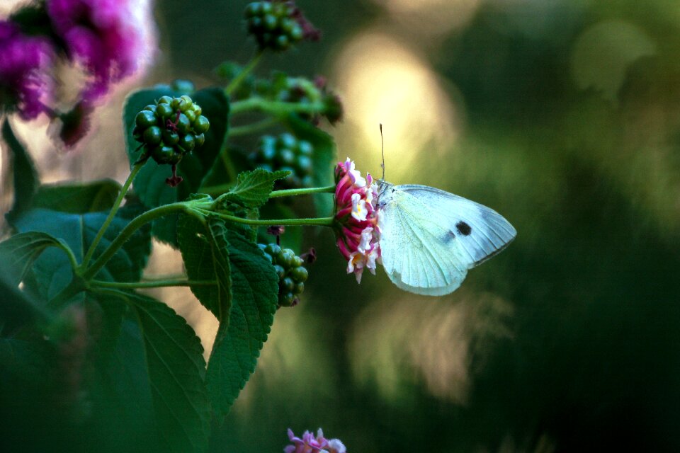 White lantana colors
