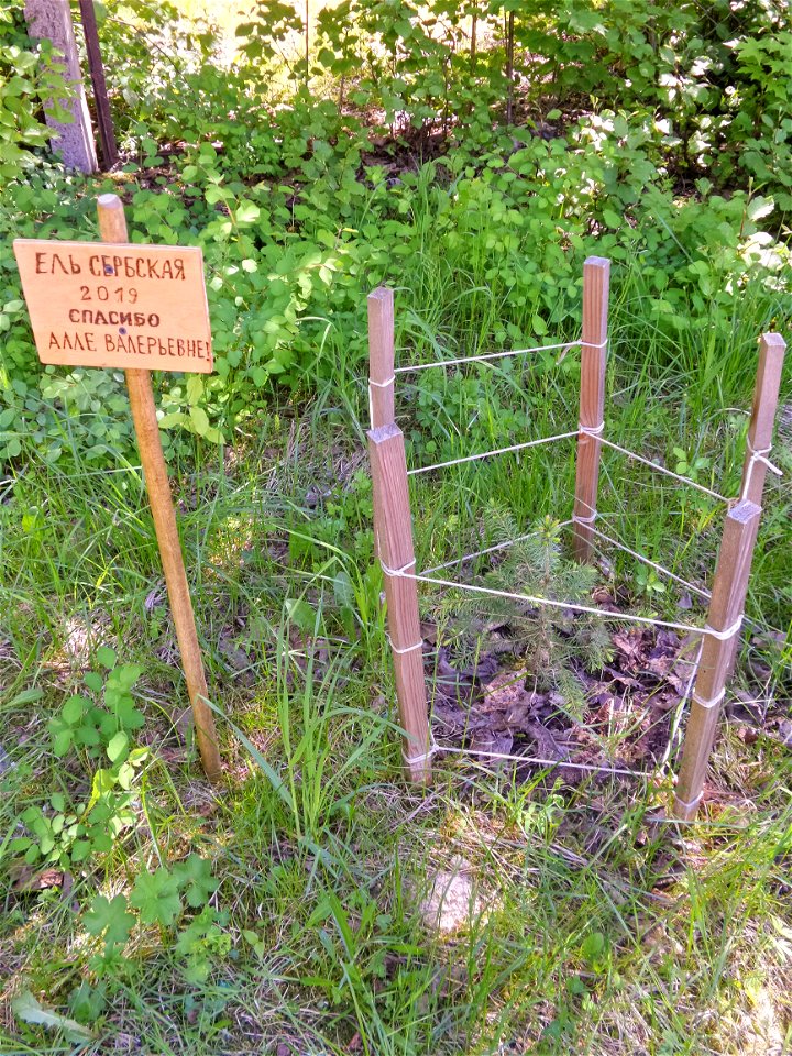 Serbian spruce and the plate (Thank you, Alla Valerievna), the tree was planted in 2019. Petrozavodsk, 2021.