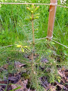 Serbian spruce, the tree was planted in 2019. Petrozavodsk, 2021.