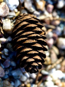 Picea omorika Zapfen
