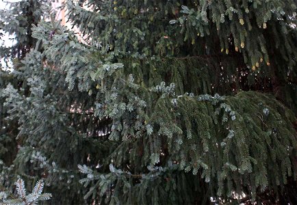 picea omorika photo