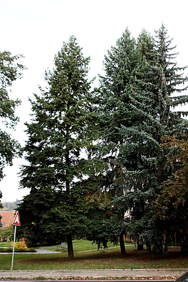picea omorika