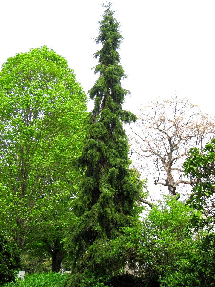 Picea omorika 'pendula' - specimen in Mount Auburn Cemetery, Cambridge, Massachusetts, USA.