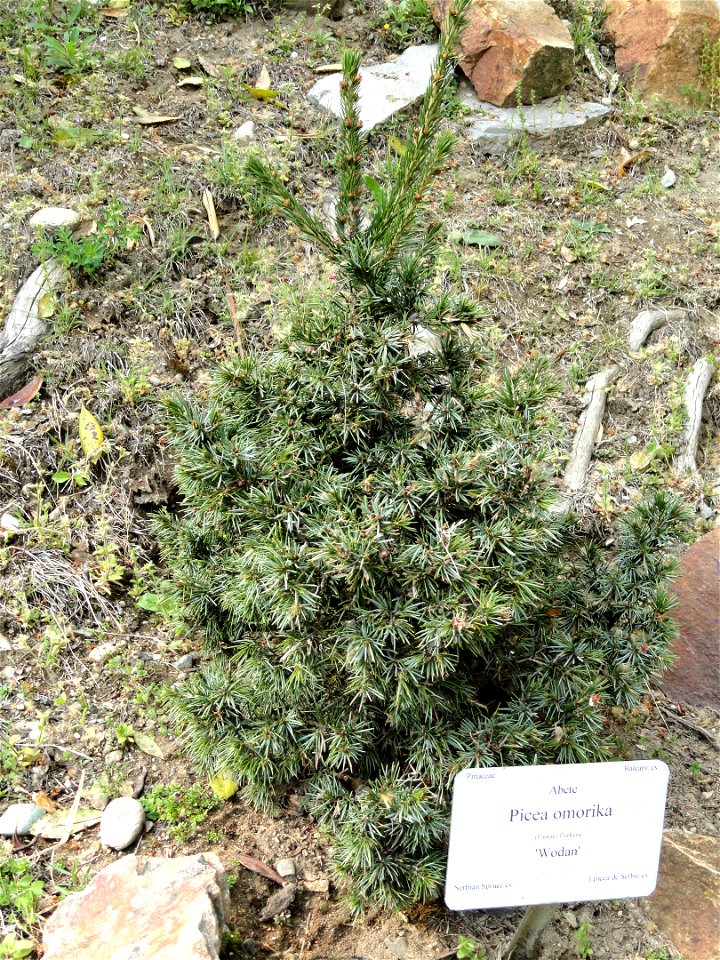 Picea omorika specimen in the Villa Carlotta (Tremezzo), on Lake Como, Italy.
