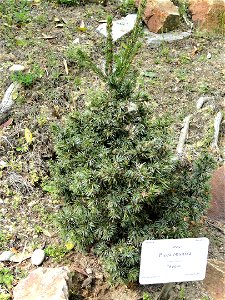 Picea omorika specimen in the Villa Carlotta (Tremezzo), on Lake Como, Italy.