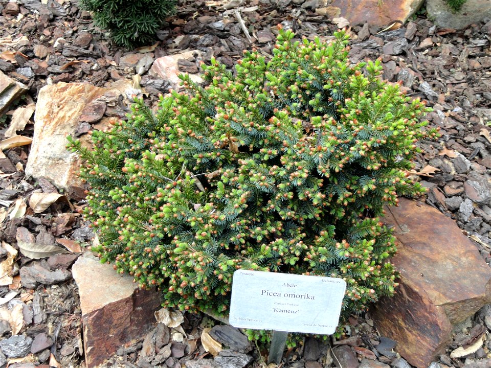 Picea omorika specimen in the Villa Carlotta (Tremezzo), on Lake Como, Italy.